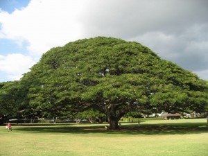 ４-６ハワイ　モアナガーデン　この木なんの木